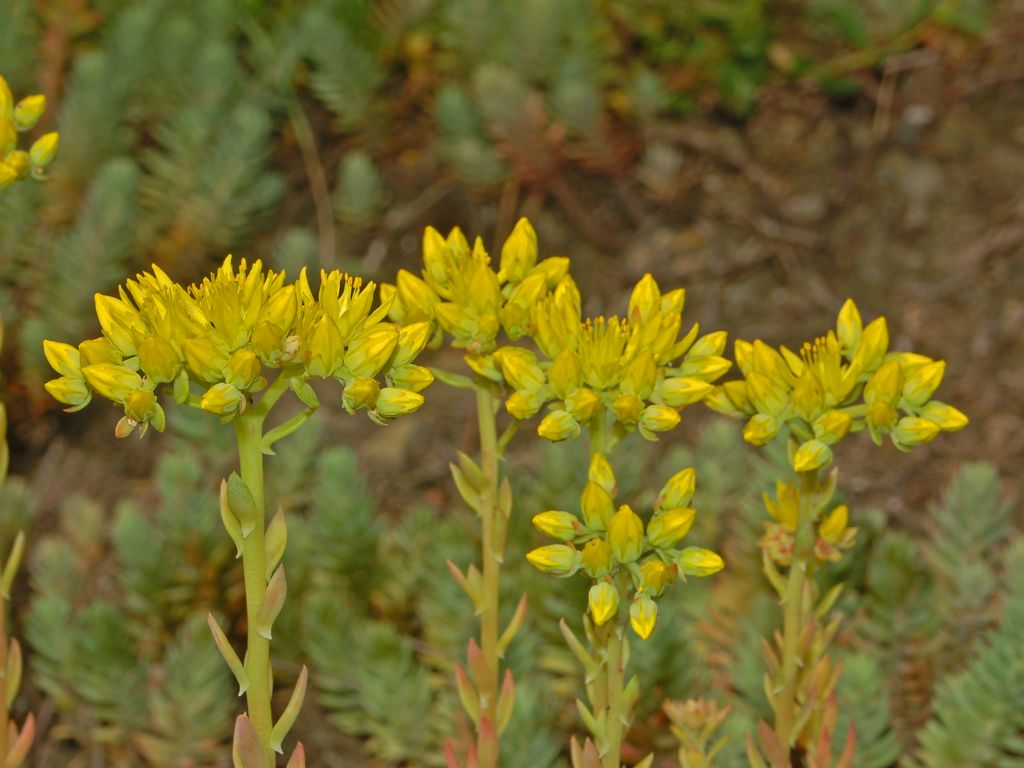 Petrosedum rupestre (=Sedum rupestre) / Borracina rupestre